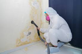 Why You Should Choose Our Mold Remediation Services in Wormleysburg, PA